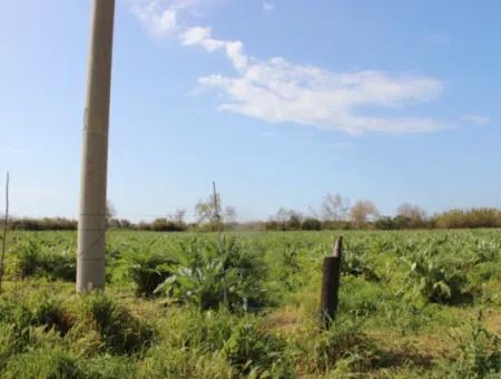 33 Hektar Land In 3 Parzellen Am Rande Des Dalamn-Baches In Muğla Ortaca Fevziye