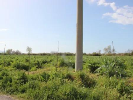 33 Hektar Land In 3 Parzellen Am Rande Des Dalamn-Baches In Muğla Ortaca Fevziye